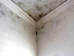 Trusted Clementon, NJ Mold Removal Experts